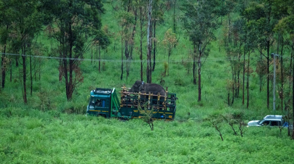 Elefante que roubava arroz e matou pelo menos seis pessoas foi capturado na &Iacute;ndia