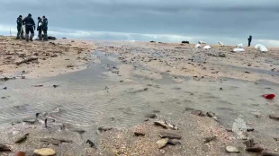 Mar&eacute;e noire en Russie: plus de 30 c&eacute;tac&eacute;s retrouv&eacute;s morts en mer Noire (ONG)