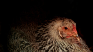Hennen in Deutschland legen pro Jahr jeweils 302 Eier