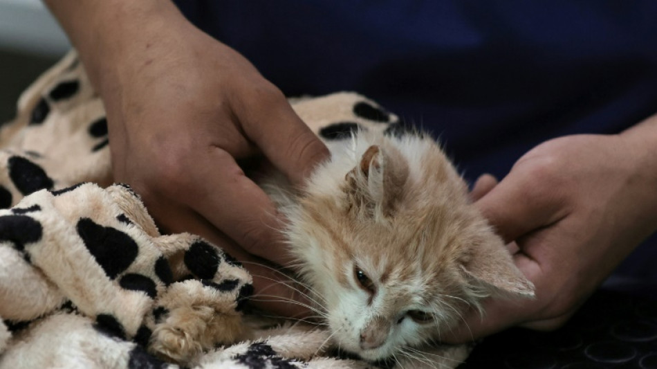 Chypre: sur "l'&icirc;le aux chats", une maladie d&eacute;cime la population f&eacute;line