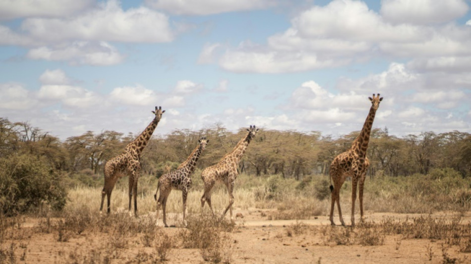 Niger: nouvelle délocalisation de girafes menacées dans le sud-ouest nigérien