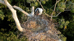 Br&eacute;sil: un couple de cigognes sauv&eacute; des flammes du Pantanal