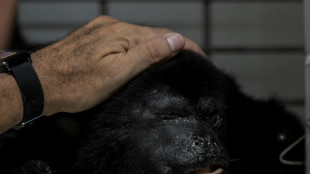 En México, un grito de auxilio por la muerte de monos en medio del calor
