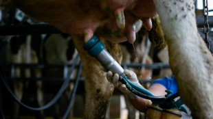 US reports 2nd human case of bird flu tied to dairy cow outbreak