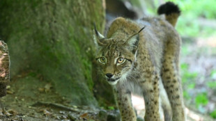 "Attention lynx!": des panneaux contre le fléau des collisions mortelles