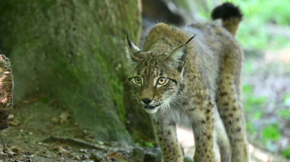 France's lynx at high risk of extinction: study