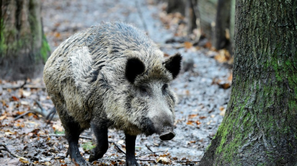 Fu&szlig;g&auml;ngerzone von Bad Harzburg: Wildschwein steckt mit Kopf in Metallzaun fest