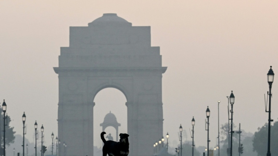 Tribunal ordena captura de dezenas de milhares de c&atilde;es de rua em Nova D&eacute;lhi