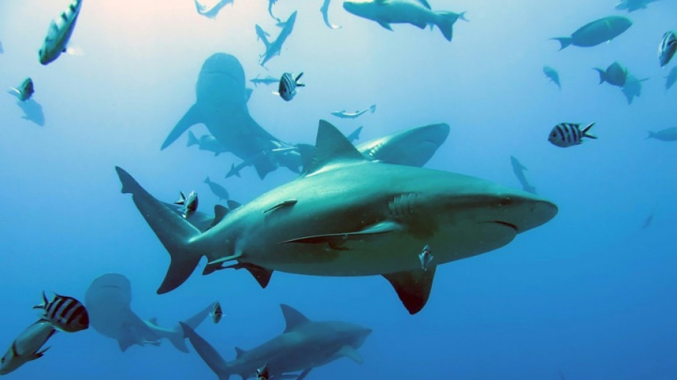 16-Jährige stirbt nach Hai-Attacke in Australien