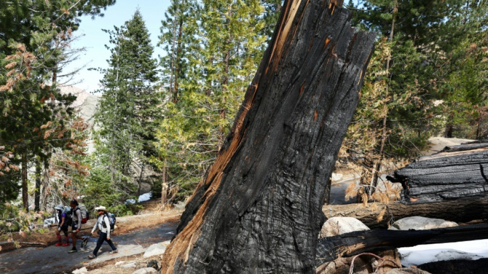 Una compa&ntilde;&iacute;a el&eacute;ctrica deber&aacute; pagar 82,5 millones de d&oacute;lares por un incendio forestal en California