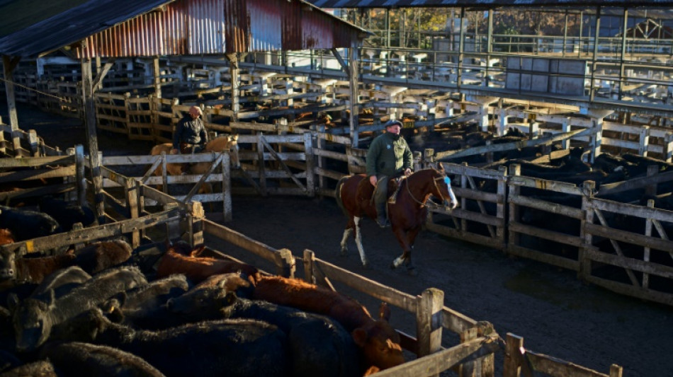 Cierra tradicional mercado de ganado en pleno Buenos Aires 