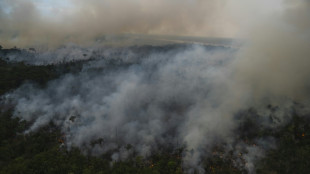 Abholzung im Amazonas auf höchstem Februar-Wert seit Beginn der Aufzeichnungen
