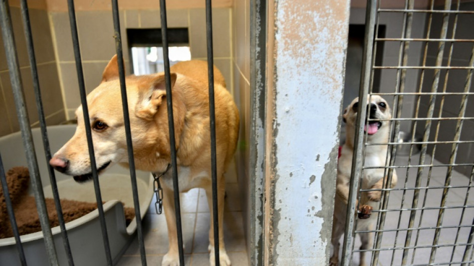 Thüringer Oberverwaltungsgericht erklärt Wegnahme von 55 Hunden für rechtmäßig