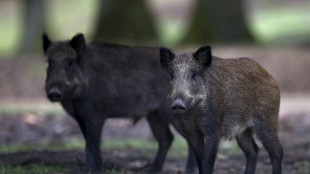 Trotz geringerer Zahl von Jagden mehr Wildschweine erlegt