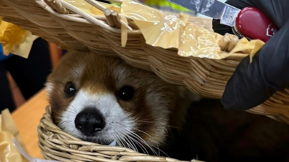 Tha&iuml;lande: six Indiens arr&ecirc;t&eacute;s pour trafic d'animaux, un panda roux saisi
