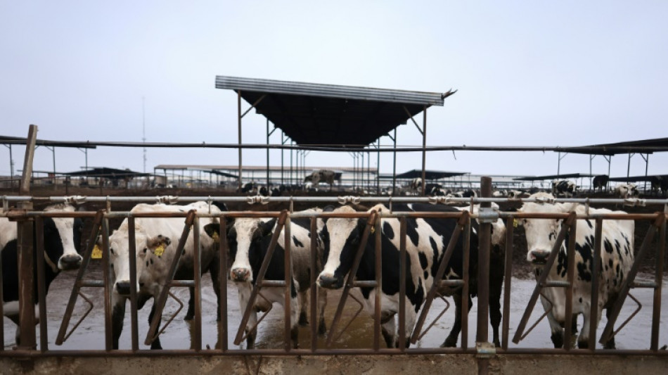 Nova cepa do v&iacute;rus da gripe avi&aacute;ria &eacute; detectada em gado nos EUA