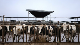 Nova cepa do v&iacute;rus da gripe avi&aacute;ria &eacute; detectada em gado nos EUA