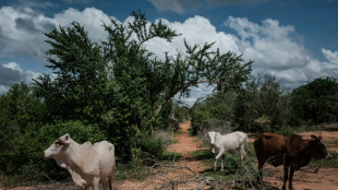Avanço dos falsos pastores provoca alarme no Quênia