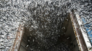 El Niño ameaça fazer naufragar indústria pesqueira peruana