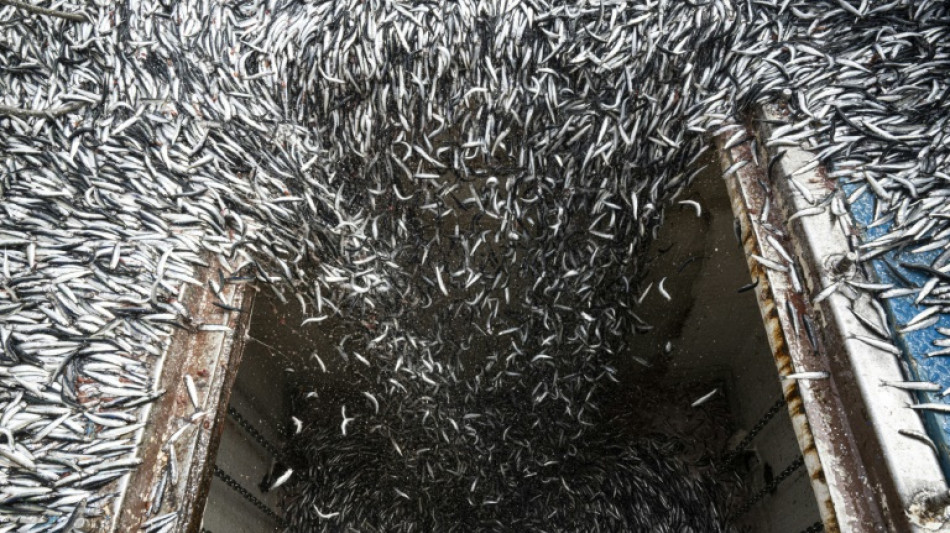 El Ni&ntilde;o hunde en la crisis a la industria pesquera peruana