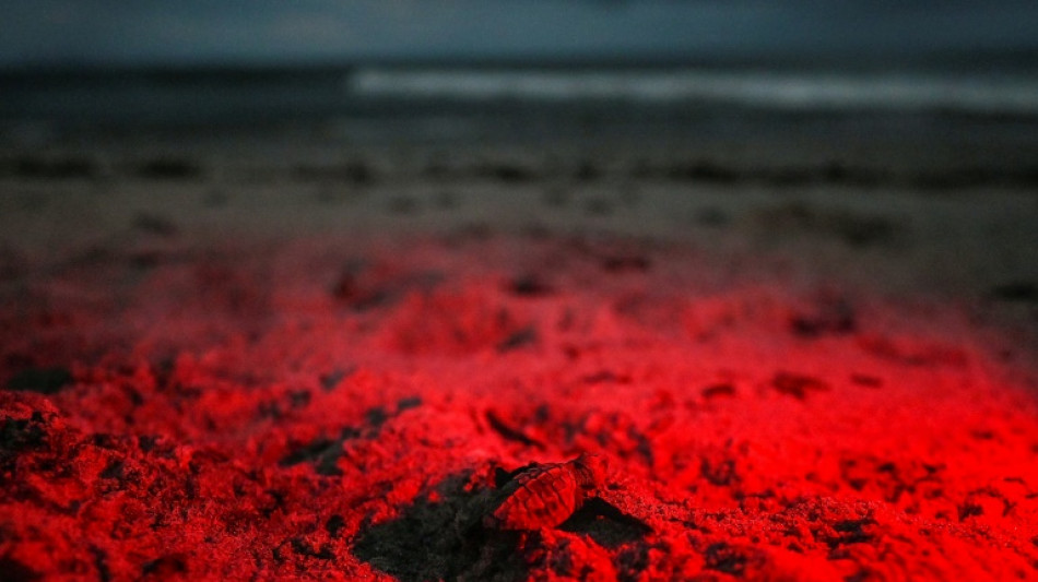 Chame, la playa de Panamá entre la conservación y el tráfico de tortugas