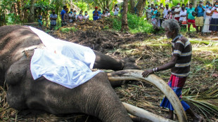 Sri Lanka: l'&eacute;l&eacute;phant le plus sacr&eacute; du pays est mort &agrave; 68 ans