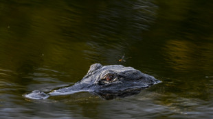 Alligatorähnliches Reptil in Vechta gesichtet: Stadt sperrt Wasserbecken