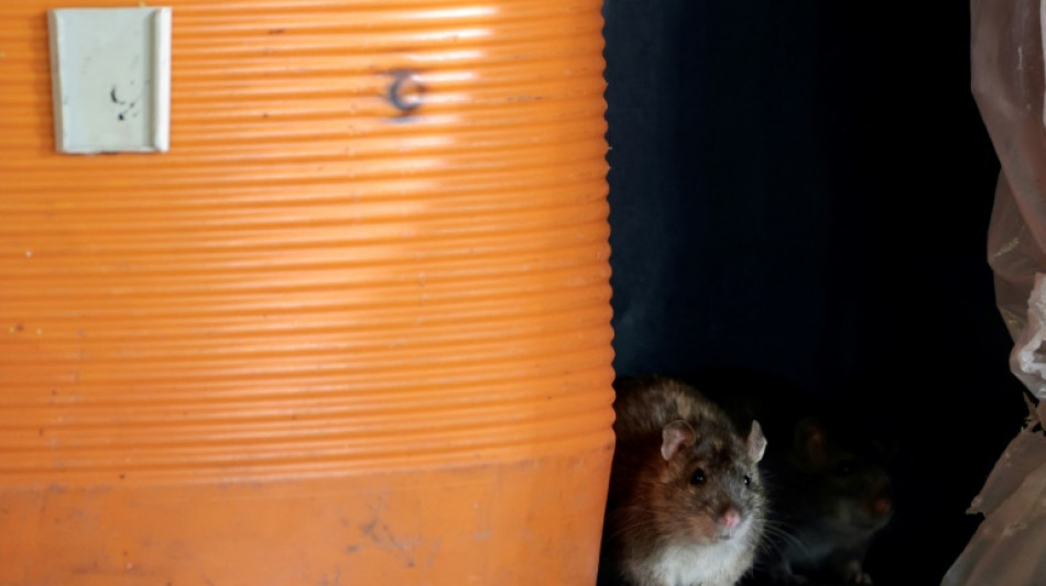 Estudio muestra cómo 'resucitar' una especie de rata extinta hace 120 años