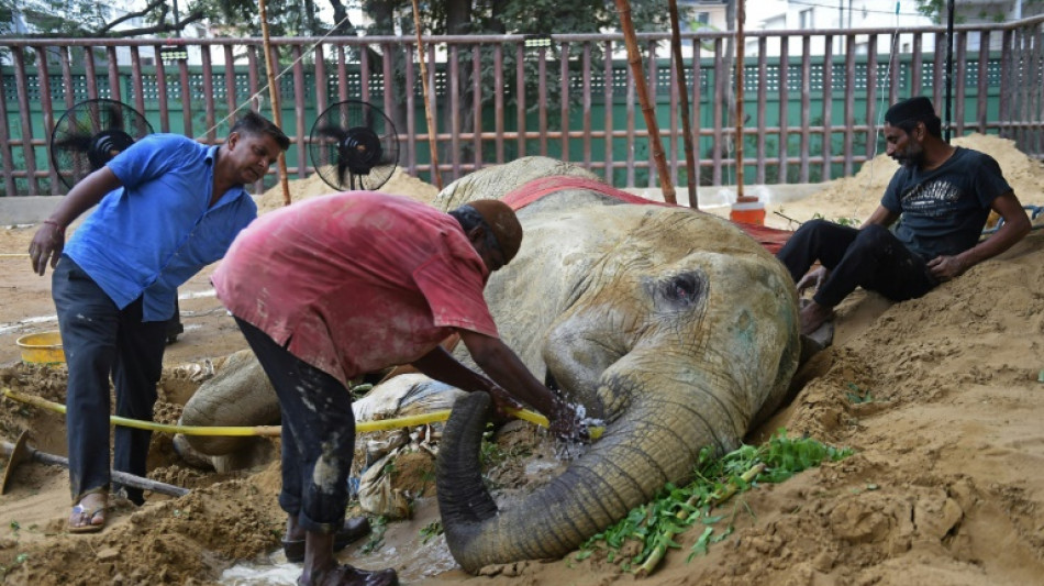 Emoi apr&egrave;s le d&eacute;c&egrave;s d'une &eacute;l&eacute;phante dans un zoo du Pakistan