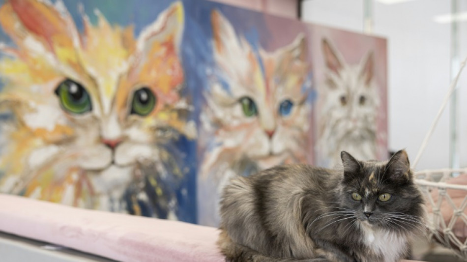 Urlauberfamilie entf&uuml;hrt Rassekatze von Norderney nach Nordrhein-Westfalen