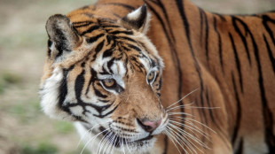 Rheinland-pfälzische Auffangstation darf weitere Tiger aufnehmen