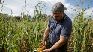 Avec les canicules successives, les producteurs de ma&iuml;s en souffrance