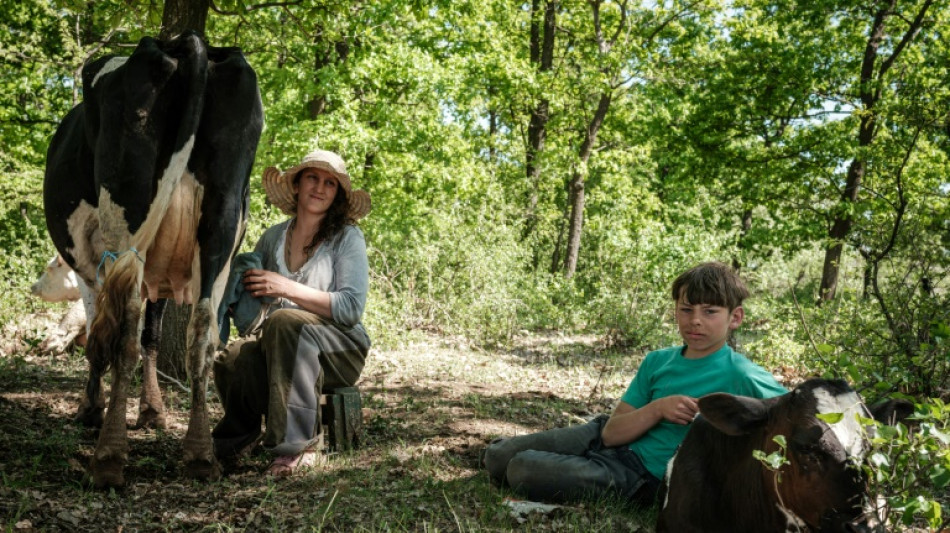 Dans l'est de l'Ukraine, un &eacute;levage de vaches au milieu des combats