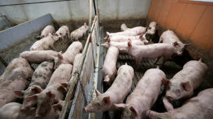 Mehrere hundert Schweine auf Bauernhof in Niedersachsen mutmaßlich verhungert