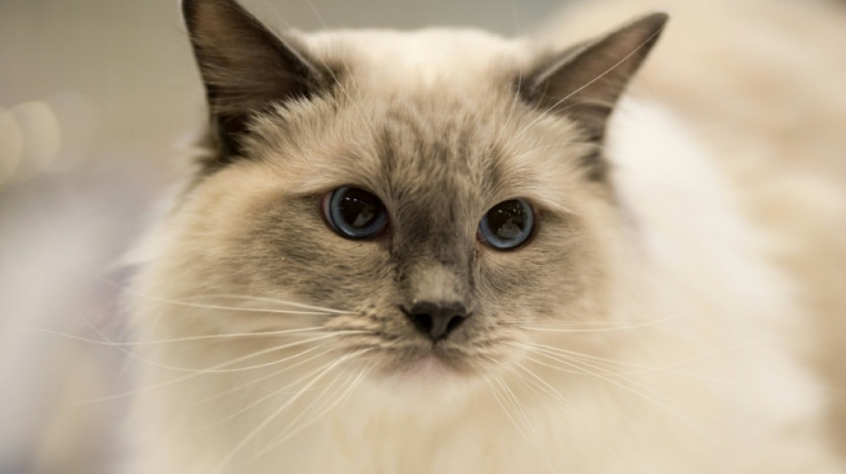 Esc&oacute;cia desmente que vai proibir gatos apesar das recomenda&ccedil;&otilde;es de especialistas