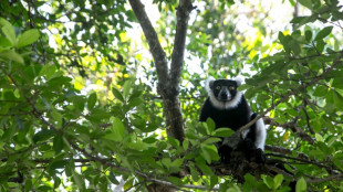Studie: Wiederherstellung der Artenvielfalt Madagaskars würde Millionen von Jahren dauern