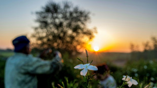Essence de grands parfums, le jasmin &eacute;gyptien se fane sous le r&eacute;chauffement