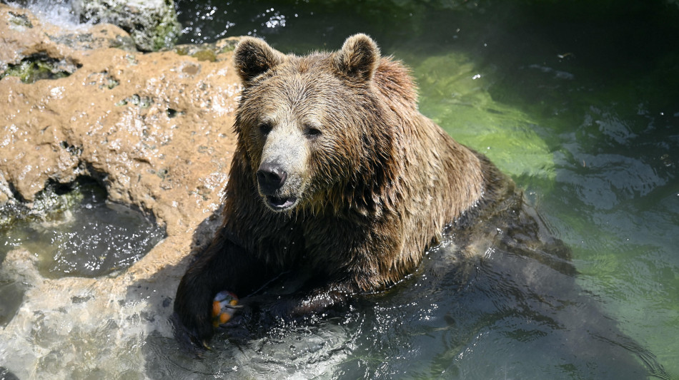 La carne di orso sar&agrave; in vendita al pubblico in Slovacchia