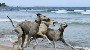 Dying breed: Tunisian dog lovers push to save age-old desert hound