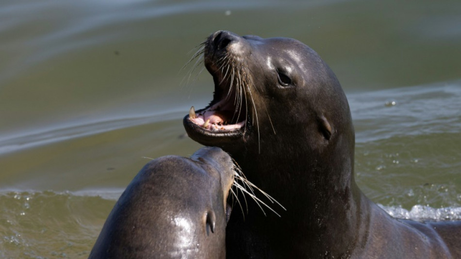 Autoridades realizam buscas por homem que decapitou le&atilde;o-marinho nos EUA