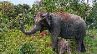 Indonésie: naissance d'un éléphant de Sumatra, espèce menacée d'extinction