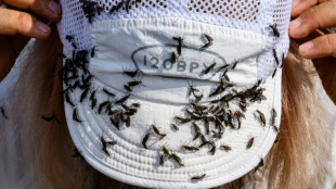 La Cor&eacute;e du Sud tapiss&eacute;e de mouches, autre plaie du r&eacute;chauffement climatique