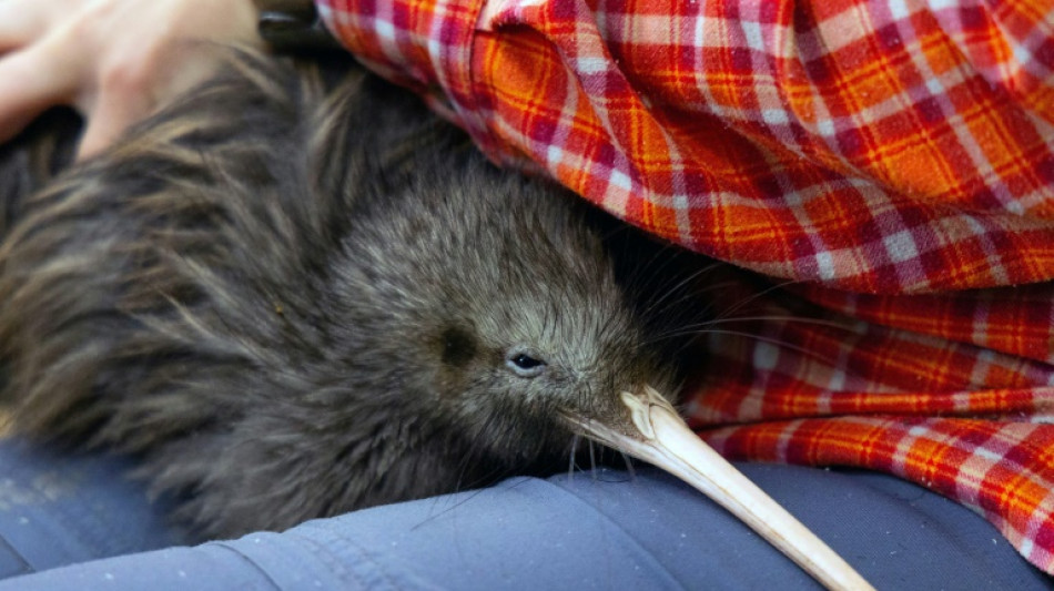 Entrüstung in Neuseeland über Umgang mit Kiwi in US-Zoo