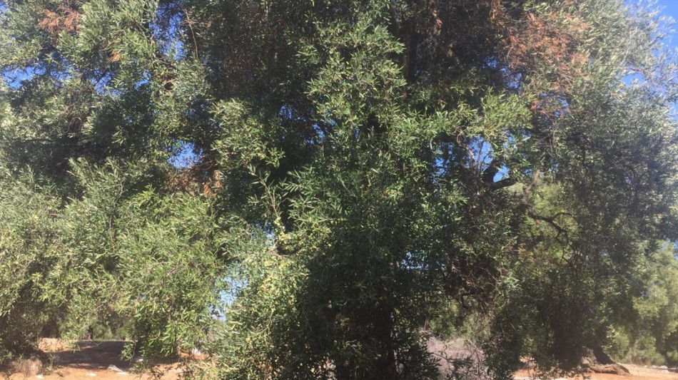 La scienza salver&agrave; l'ulivo dalla Xylella e il riso di Baraggia