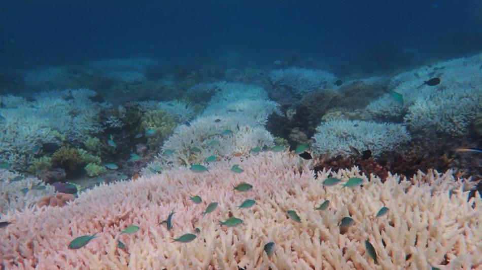 Ola de calor blanquea el 91% de la Gran Barrera de Coral en Australia