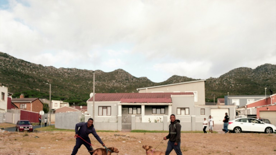 Behind Cape Town's heavenly beaches, the hell of dog fighting