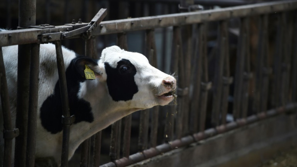 Von Kuh eingequetscht: Tierarzt stirbt bei Arbeitsunfall in Bayern