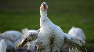 Deutschland importiert deutlich weniger G&auml;nsefleisch