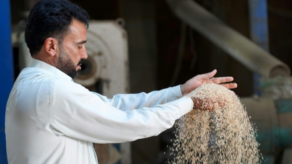 Iraq's prized rice crop threatened by drought