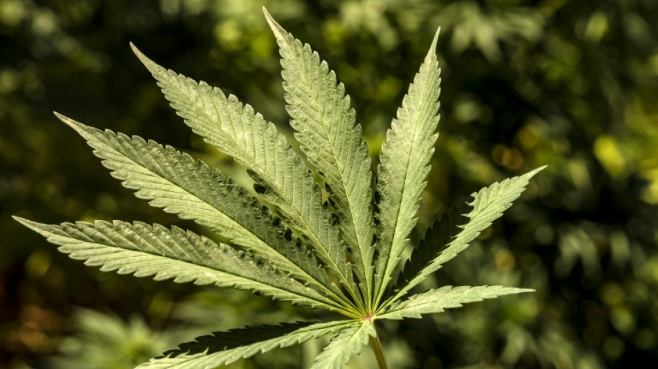 Ermittler entdecken in Nordrhein-Westfalen Cannabisplantage auf Betriebsgelände